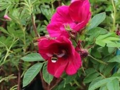 Klein-Strauchrose Strandperle ® 'Norderney' -Deutschland Garten Funk Verkaufs-Shop klein strauchrose strandperle norderney m113607 w 1