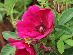 Klein-Strauchrose Strandperle ® 'Norderney' -Deutschland Garten Funk Verkaufs-Shop klein strauchrose strandperle norderney m113607 w 2