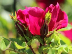 Klein-Strauchrose Strandperle ® 'Norderney' -Deutschland Garten Funk Verkaufs-Shop klein strauchrose strandperle norderney m113607 w 3