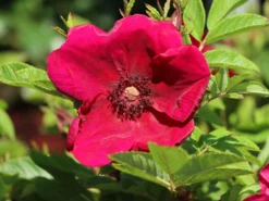 Klein-Strauchrose Strandperle ® 'Norderney' -Deutschland Garten Funk Verkaufs-Shop klein strauchrose strandperle norderney m113607 w 4