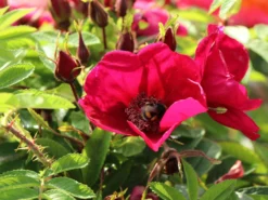 Klein-Strauchrose Strandperle ® 'Norderney' -Deutschland Garten Funk Verkaufs-Shop klein strauchrose strandperle norderney m113607 w 5