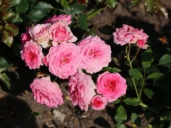 Beetrose Rigo-Rosen ® 'Amica' ® -Deutschland Garten Funk Verkaufs-Shop kleinstrauchrose amica m120611 w 0