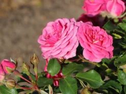 Beetrose Rigo-Rosen ® 'Amica' ® -Deutschland Garten Funk Verkaufs-Shop kleinstrauchrose amica m120611 w 1