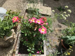 Bodendecker-Rose 'Bienenweide ® Bicolor' -Deutschland Garten Funk Verkaufs-Shop kleinstrauchrose bienenweide bicolor m111224 193676 0