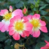 Bodendecker-Rose 'Bienenweide ® Bicolor'