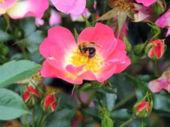 Bodendecker-Rose 'Bienenweide ® Bicolor' -Deutschland Garten Funk Verkaufs-Shop kleinstrauchrose bienenweide bicolor m111224 w 0