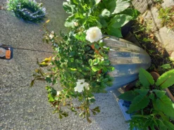 Kleinstrauchrose 'Bounty' ® -Deutschland Garten Funk Verkaufs-Shop kleinstrauchrose bounty m114467 1112316 0