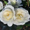 Kleinstrauchrose 'Bounty' ®