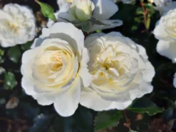 Kleinstrauchrose 'Bounty' ®