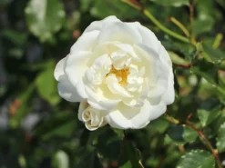 Kleinstrauchrose 'Bounty' ® -Deutschland Garten Funk Verkaufs-Shop kleinstrauchrose bounty m114467 w 0