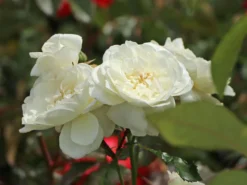 Kleinstrauchrose 'Bounty' ® -Deutschland Garten Funk Verkaufs-Shop kleinstrauchrose bounty m114467 w 2