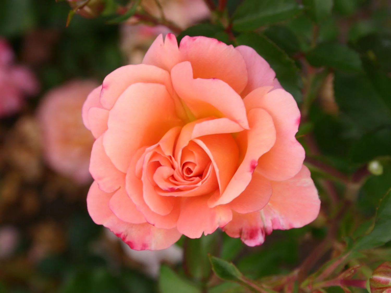 Kleinstrauchrose 'Cubana' ® 3 Kleinstrauchrose 'Cubana' ® – Bild 3