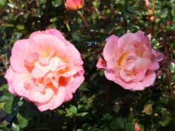 Kleinstrauchrose 'Cubana' ® 15 Kleinstrauchrose 'Cubana' ® -Deutschland Garten Funk Verkaufs-Shop kleinstrauchrose cubana m005718 w 1