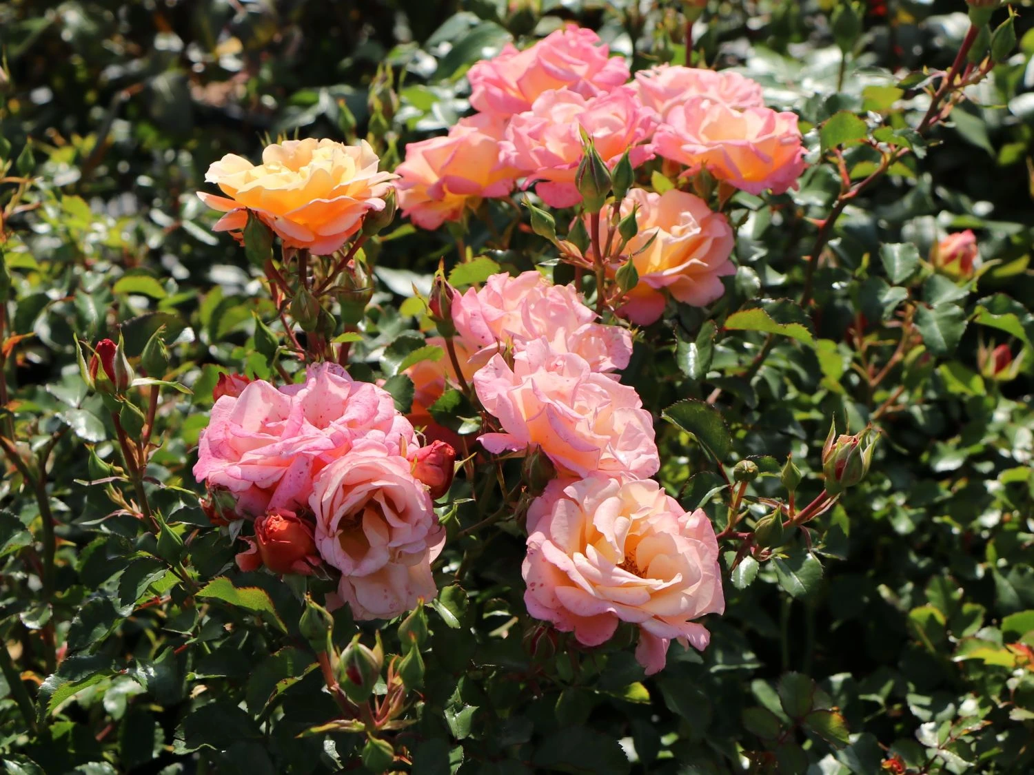 Kleinstrauchrose 'Cubana' ® 9 Kleinstrauchrose 'Cubana' ® – Bild 9