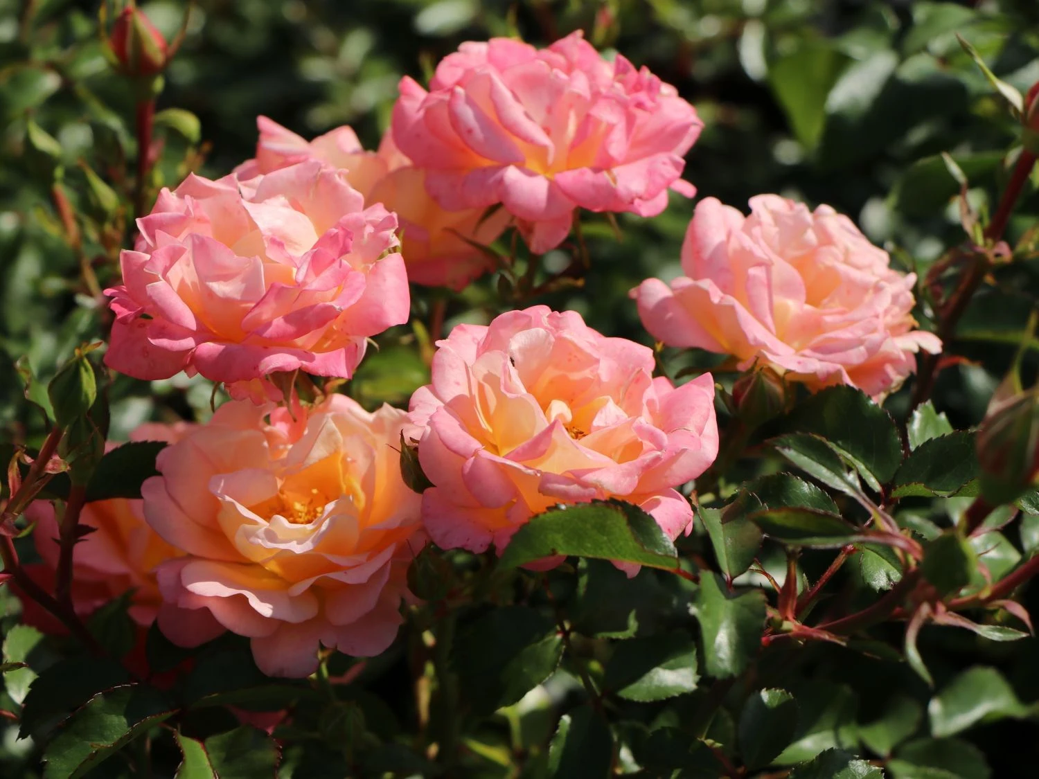 Kleinstrauchrose 'Cubana' ® 2 Kleinstrauchrose 'Cubana' ® – Bild 2