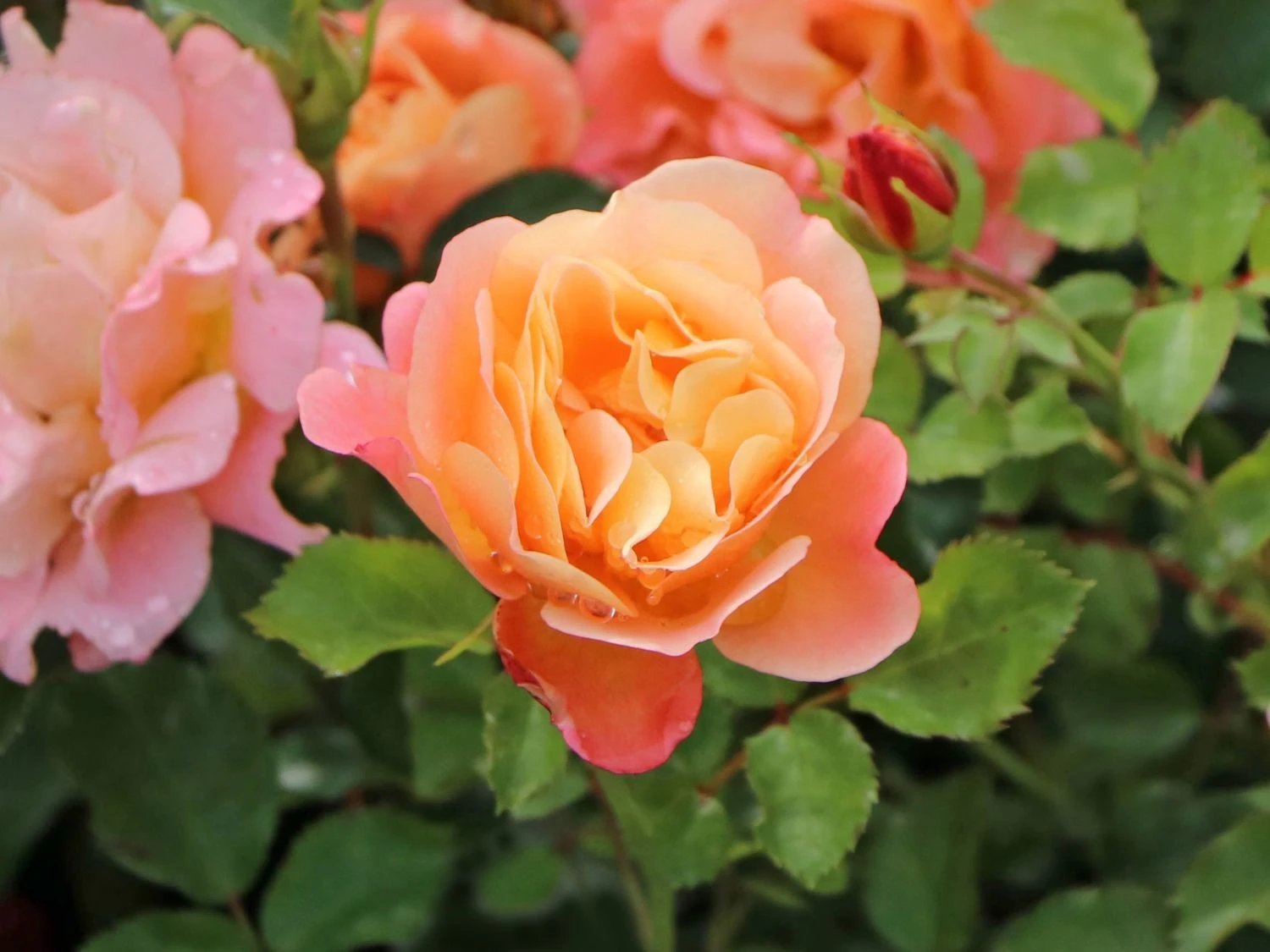 Kleinstrauchrose 'Cubana' ® 6 Kleinstrauchrose 'Cubana' ® – Bild 6