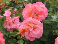 Kleinstrauchrose 'Cubana' ® 17 Kleinstrauchrose 'Cubana' ® -Deutschland Garten Funk Verkaufs-Shop kleinstrauchrose cubana m005718 w 6