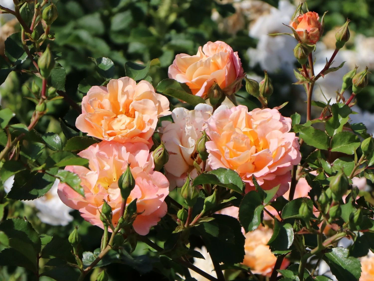 Kleinstrauchrose 'Cubana' ® 8 Kleinstrauchrose 'Cubana' ® – Bild 8