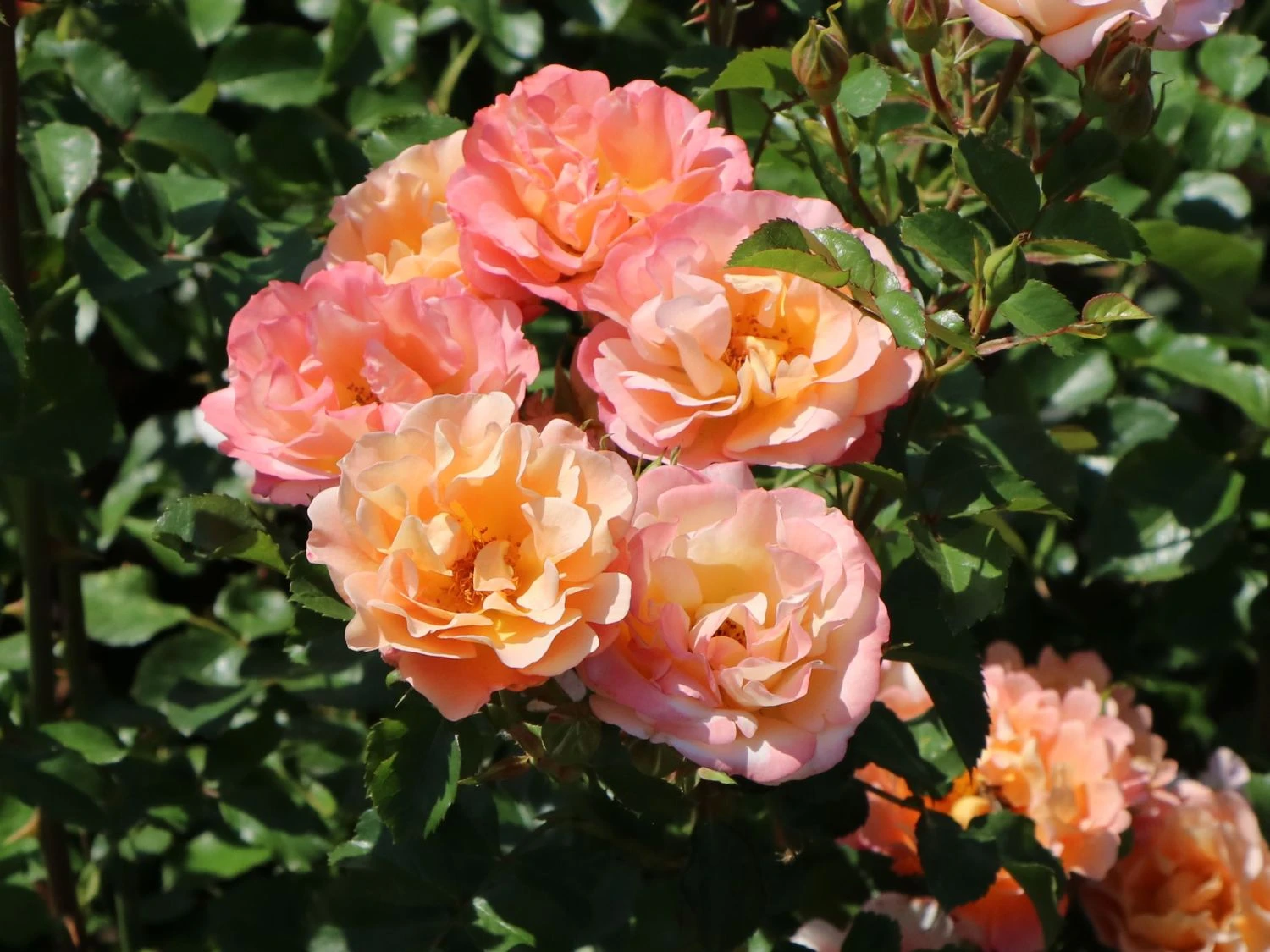 Kleinstrauchrose 'Cubana' ® 4 Kleinstrauchrose 'Cubana' ® – Bild 4