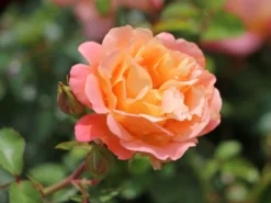 Kleinstrauchrose 'Cubana' ® 20 Kleinstrauchrose 'Cubana' ® -Deutschland Garten Funk Verkaufs-Shop kleinstrauchrose cubana m005718 w 9