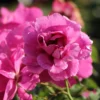 Kleinstrauchrose Orienta ® 'Djamila'