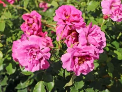 Kleinstrauchrose Orienta ® 'Djamila' -Deutschland Garten Funk Verkaufs-Shop kleinstrauchrose orienta djamila m114459 w 0