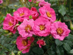 Kleinstrauchrose Orienta ® 'Djamila' -Deutschland Garten Funk Verkaufs-Shop kleinstrauchrose orienta djamila m114459 w 1