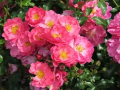 Kleinstrauchrose Rigo-Rosen ® 'Hotline' ®