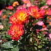 Kleinstrauchrose 'Summer Of Love' ®