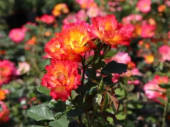 Kleinstrauchrose 'Summer Of Love' ®
