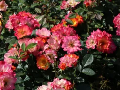 Kleinstrauchrose 'Summer Of Love' ® -Deutschland Garten Funk Verkaufs-Shop kleinstrauchrose summer of love m120612 w 1