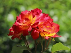 Kleinstrauchrose 'Summer Of Love' ® -Deutschland Garten Funk Verkaufs-Shop kleinstrauchrose summer of love m120612 w 10