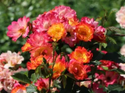 Kleinstrauchrose 'Summer Of Love' ® -Deutschland Garten Funk Verkaufs-Shop kleinstrauchrose summer of love m120612 w 2