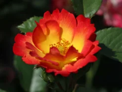Kleinstrauchrose 'Summer Of Love' ® -Deutschland Garten Funk Verkaufs-Shop kleinstrauchrose summer of love m120612 w 3