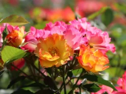 Kleinstrauchrose 'Summer Of Love' ® -Deutschland Garten Funk Verkaufs-Shop kleinstrauchrose summer of love m120612 w 4