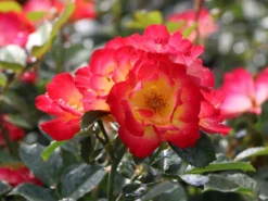 Kleinstrauchrose 'Summer Of Love' ® -Deutschland Garten Funk Verkaufs-Shop kleinstrauchrose summer of love m120612 w 7