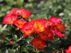 Kleinstrauchrose 'Summer Of Love' ® -Deutschland Garten Funk Verkaufs-Shop kleinstrauchrose summer of love m120612 w 8