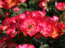 Kleinstrauchrose 'Summer Of Love' ® -Deutschland Garten Funk Verkaufs-Shop kleinstrauchrose summer of love m120612 w 9