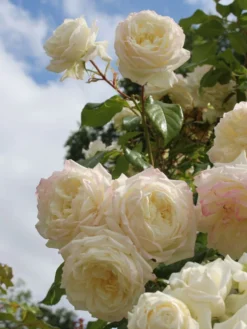 Kletterrose 'Alaska' ® -Deutschland Garten Funk Verkaufs-Shop kletterrose alaska m099207 w 0