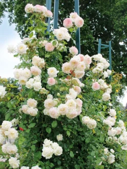 Kletterrose 'Alaska' ® -Deutschland Garten Funk Verkaufs-Shop kletterrose alaska m099207 w 1