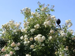 Kletterrose 'Alaska' ® -Deutschland Garten Funk Verkaufs-Shop kletterrose alaska m099207 w 2