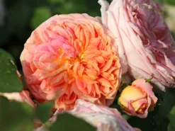 Kletterrose 'Alchymist' -Deutschland Garten Funk Verkaufs-Shop kletterrose alchymist m003508 w 2