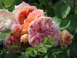 Kletterrose 'Alchymist' -Deutschland Garten Funk Verkaufs-Shop kletterrose alchymist m003508 w 3