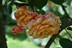 Kletterrose 'Aloha' ® -Deutschland Garten Funk Verkaufs-Shop kletterrose aloha m003510 749640 0