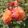Kletterrose 'Aloha' ®