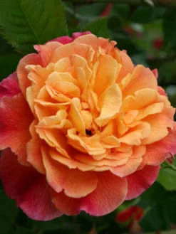 Kletterrose 'Aloha' ® -Deutschland Garten Funk Verkaufs-Shop kletterrose aloha m003510 w 0