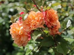 Kletterrose 'Aloha' ® -Deutschland Garten Funk Verkaufs-Shop kletterrose aloha m003510 w 4