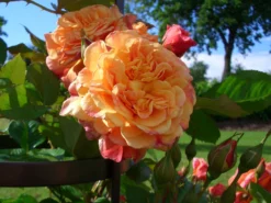 Kletterrose 'Aloha' ® -Deutschland Garten Funk Verkaufs-Shop kletterrose aloha m003510 w 5