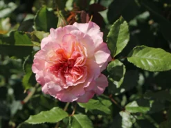 Kletterrose 'Aloha' ® -Deutschland Garten Funk Verkaufs-Shop kletterrose aloha m003510 w 7