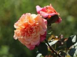 Kletterrose 'Aloha' ® -Deutschland Garten Funk Verkaufs-Shop kletterrose aloha m003510 w 8